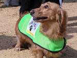 小型犬が黄緑色のユニフォームを着ている写真