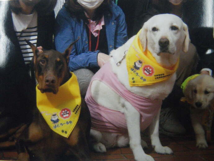 犬の飼い主が後ろに並び、STOP特殊詐欺、ぱとろーる中と書かれた黄色のバンダナを首にまいた中型犬、大型犬、小型犬が並んだ写真