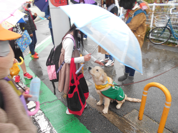松原わんわんパトロール隊・ボランティアの犬の頭をなでて触れ合っている傘を差した女の子、後ろで見ている複数の児童の写真