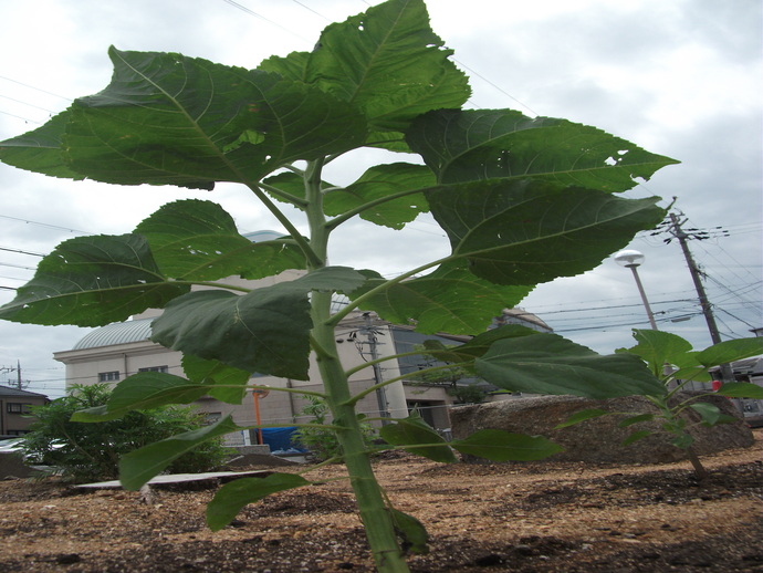 空を背景に茎から7段ほど交互に生えている緑色のひまわりの葉が空に向かって四方に広がり成長している様子を葉を見上げるように撮影した写真