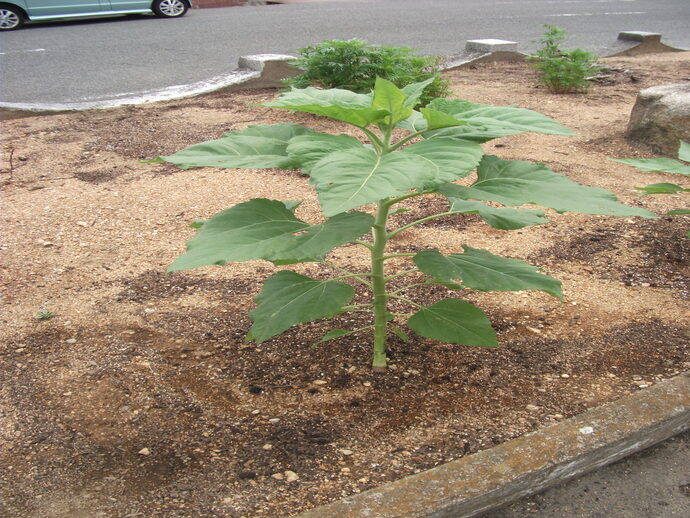花壇に茎から7段ほど交互に生えている緑色のひまわりの葉が空に向かって四方に広がり成長している様子の写真