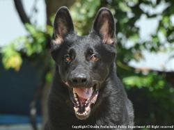 黒い警察犬の精悍な正面写真