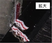 塗膜片の拡大写真