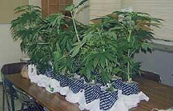 大麻草の鉢がたくさんある写真