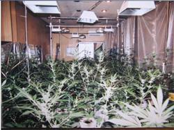 大麻栽培工場から押収の写真